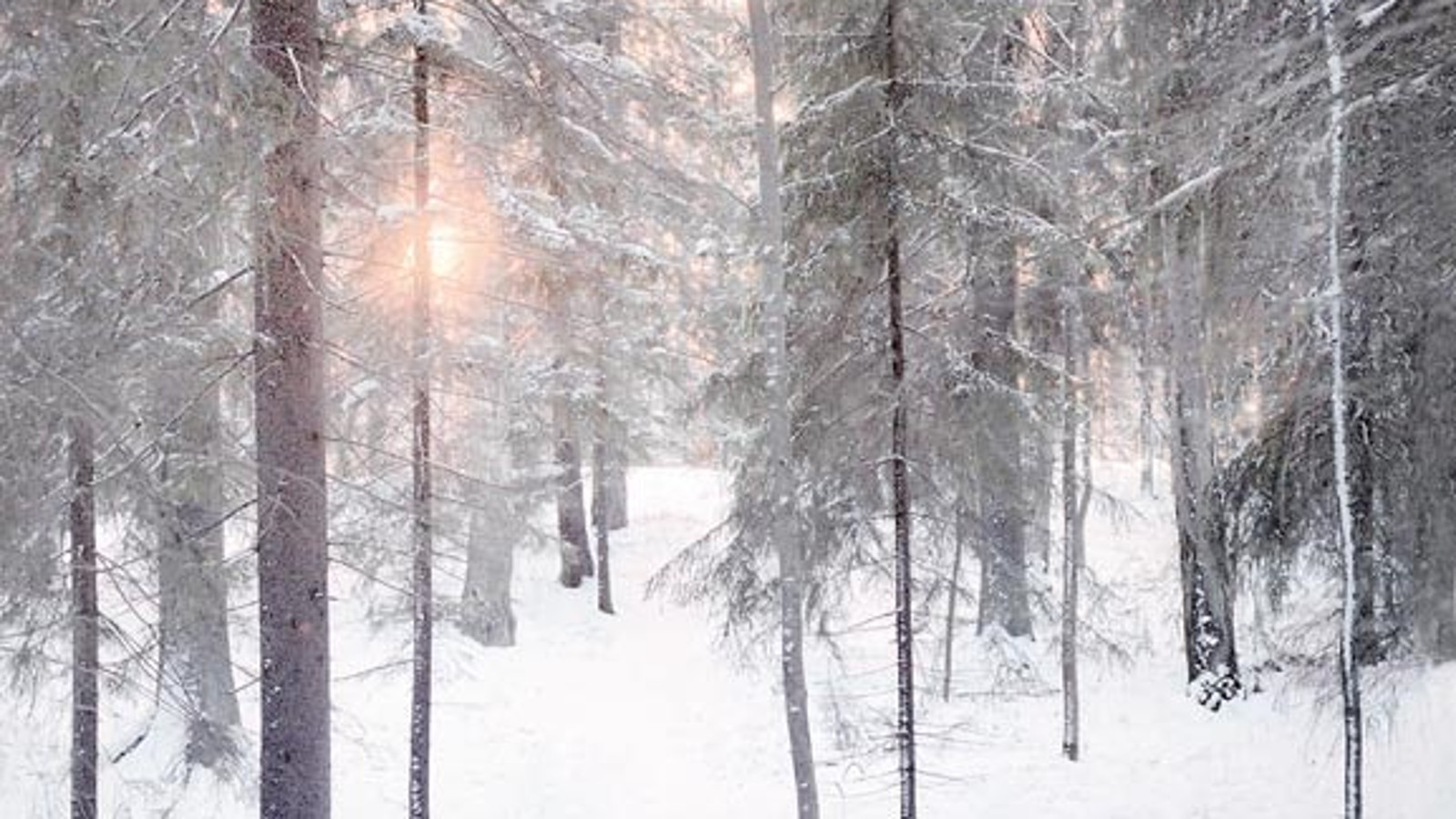 Kuvassa on talvistä kuusimetsää ja puiden läpi heijastuu auringon valoa keskeltä.