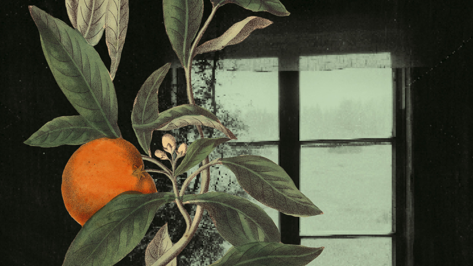 Kuvassa on vasemmalla vihreiden lehtien keskellä oranssi appelsiini oksistossa. Taustalla on moniruutuinen ikkuna tummalla taustalla. Kuva on osa kirjan kannesta.